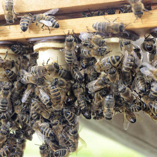 Jan Tamberg züchtet Bienenköniginnen