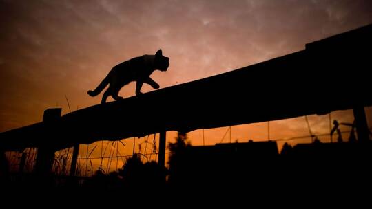 Silhouette einer Katze