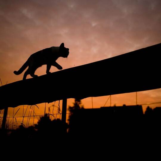 Silhouette einer Katze