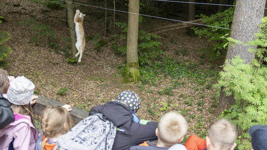 Wildpark Luchs Patenschaft Haidach Schulklasse