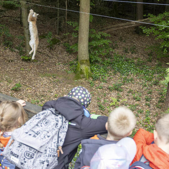 Wildpark Luchs Patenschaft Haidach Schulklasse