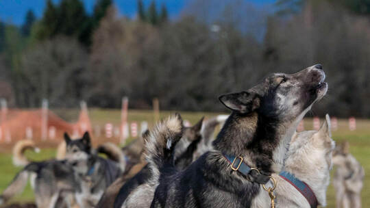 Schlittenhunderennen in Dobel