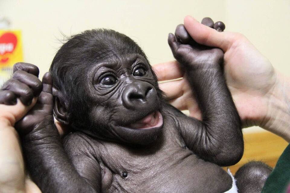 Vierwöchiges Gorillababy Tano in Stuttgarter Wilhelma BadenWürttemberg PforzheimerZeitung