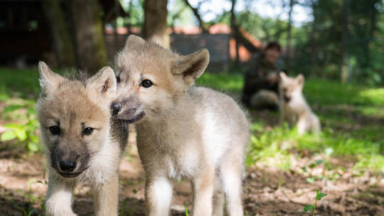 Nachwuchs im Wolfspark