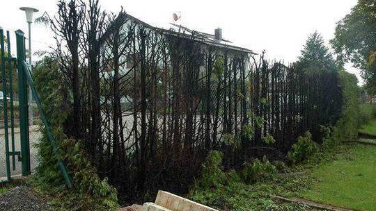 thuja occidentalis d30 Nursery.ca