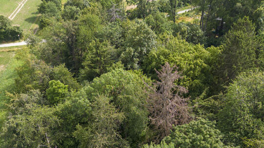 Tote Bäume im Hagenschieß