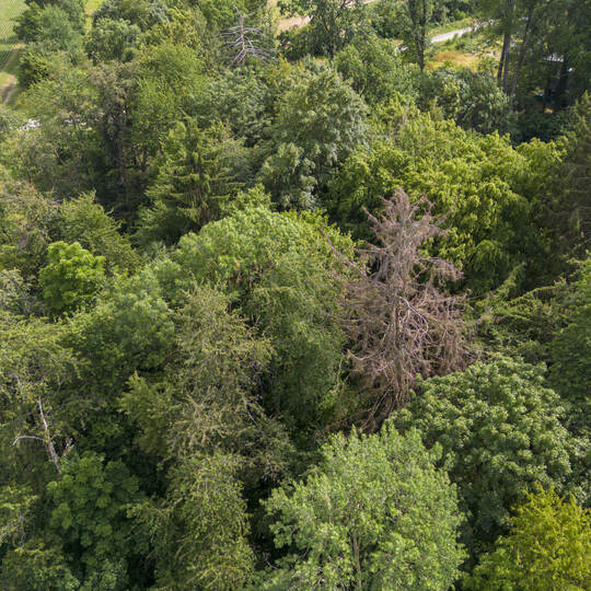 Tote Bäume im Hagenschieß