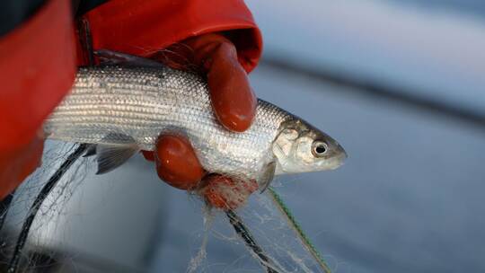 Felchen am Bodensee Felchen am Bodensee