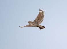 Katzen-Ausgangssperre in Walldorf endet