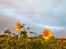 Regenbogen nach Sonnenaufgang im Südwesten