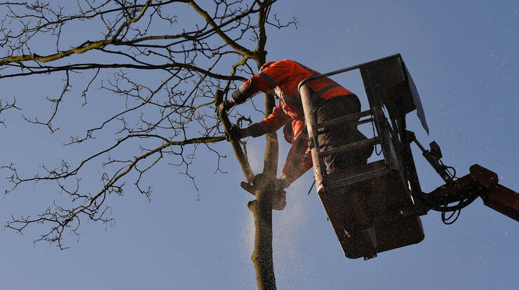 Baumfällarbeiten