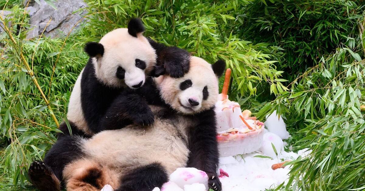 Pandabären feiern vierten Geburtstag mit Eistorte Deutschland und