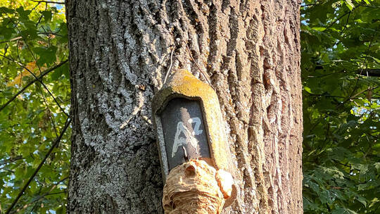 Hornissen Wartbergallee