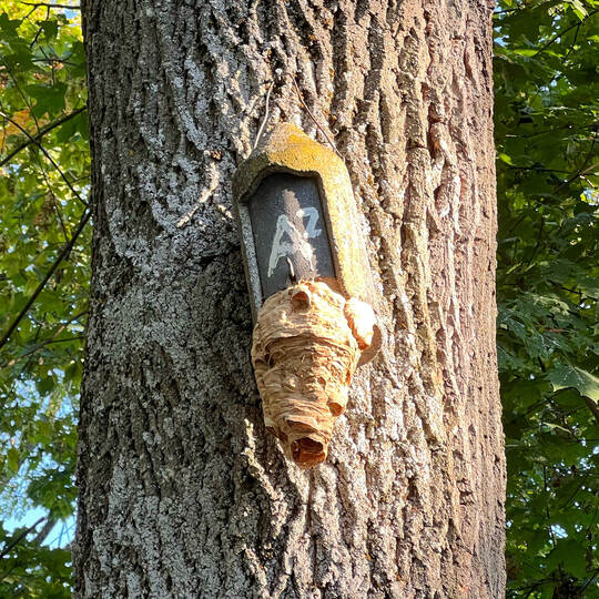 Hornissen Wartbergallee