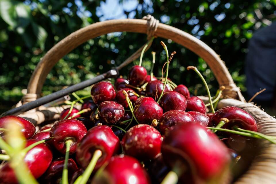 Unterdurchschnittliche Kirschen- und Birnenernte - Baden-Württemberg ...