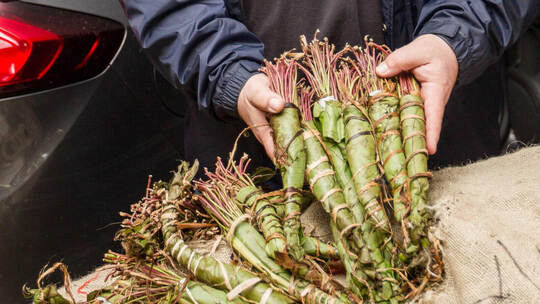700 Kilo Khat sichergestellt