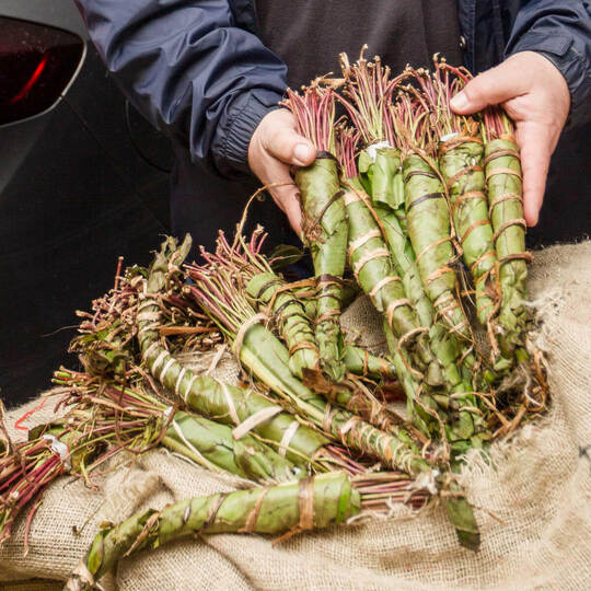 700 Kilo Khat sichergestellt