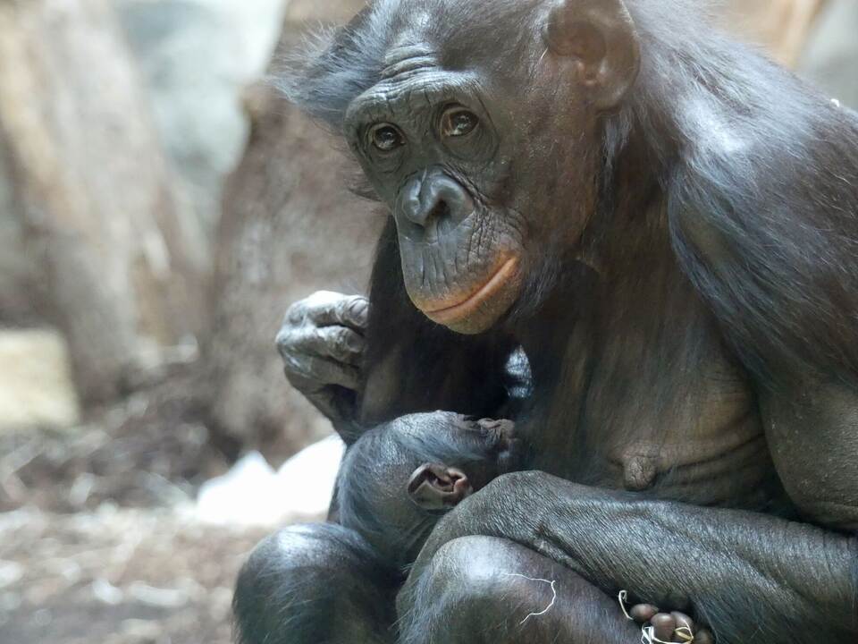 Bonobo im Frankfurter Zoo geboren Deutschland und Weltweit
