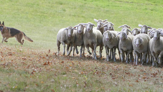 Bundesleistungshüten des Vereins für Deutsche Schäferhunde.