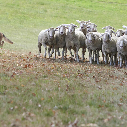Bundesleistungshüten des Vereins für Deutsche Schäferhunde.