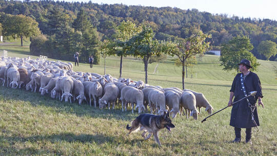 Bundesleistungshüten des Vereins für Deutsche Schäferhunde.