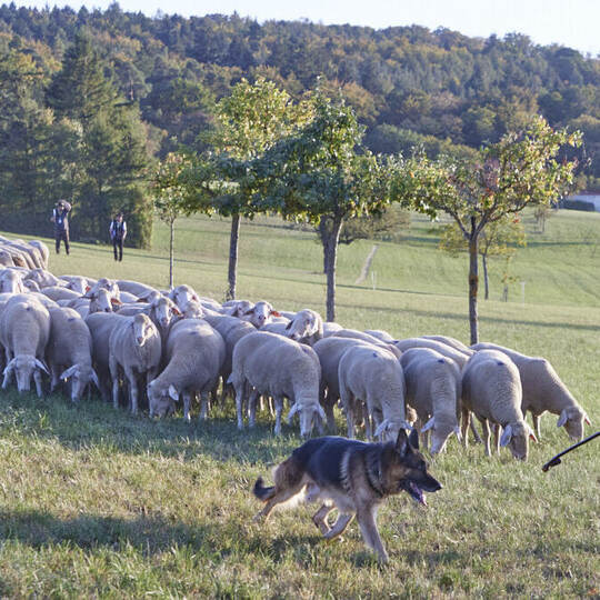 Bundesleistungshüten des Vereins für Deutsche Schäferhunde.