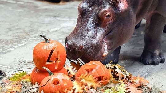 Flusspferd Halloween im Karlsruher Zoo Flusspferd Halloween im Karlsruher Zoo