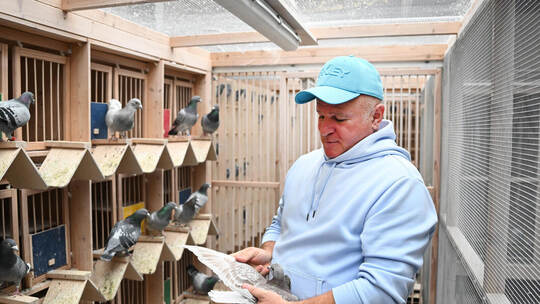 Renntauben aus Baden