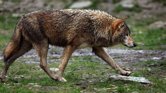 Wolf Wolf