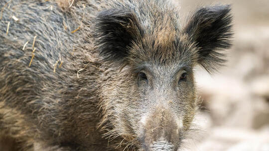 Wildschwein