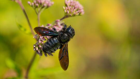 Wildbiene des Jahres Wildbiene des Jahres