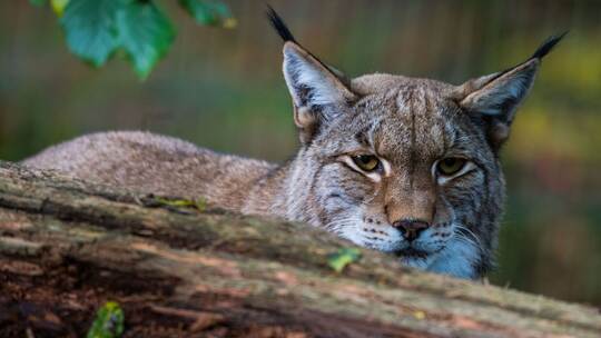 Luchs in Baden-Württemberg von Auto überfahren Luchs in Baden-Württemberg von Auto überfahren