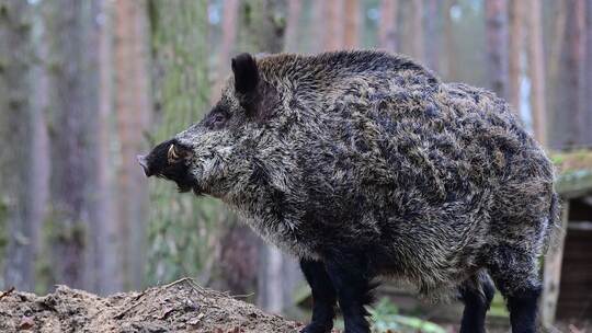 Wildschwein Wildschwein