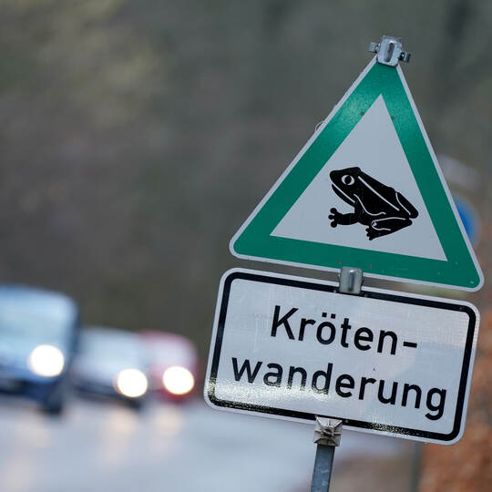Amphibienschutzzaun im Niendorfer Gehege