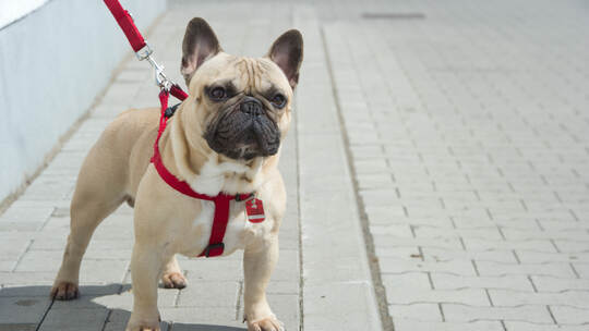 Französische Bulldogge