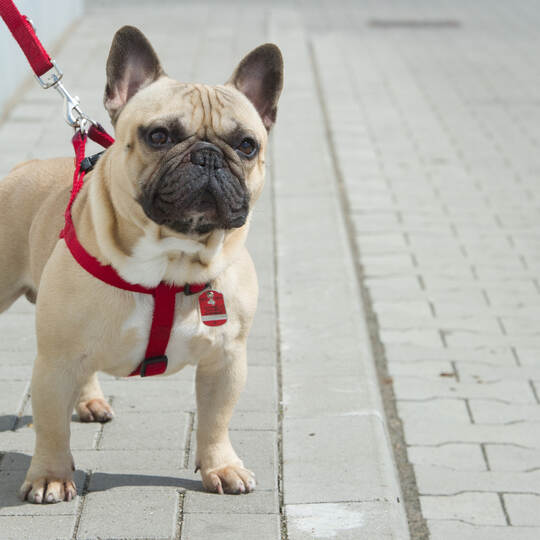 Französische Bulldogge
