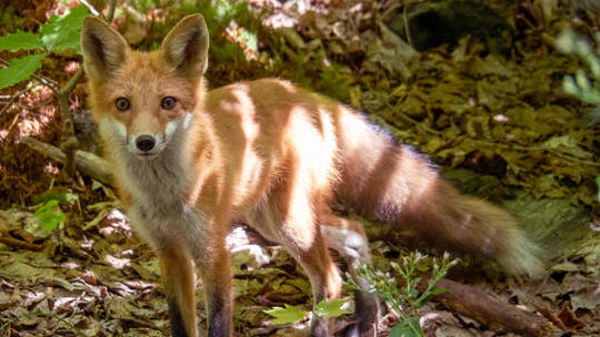 Greenhorn unterm Ahorn: Kanadische Wildnis für Anfänger