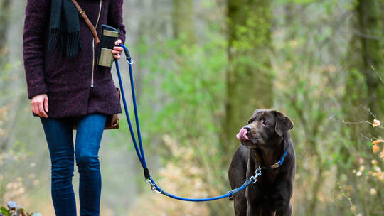 Kommunen erzielen Plus bei der Hundesteuer