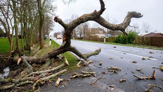 Umgestürzter Baum