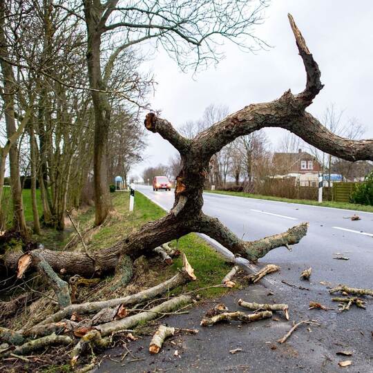 Umgestürzter Baum