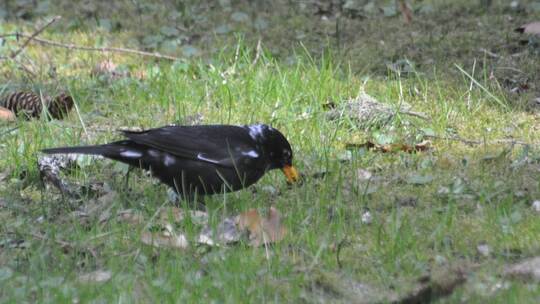 Leuzistische Amsel