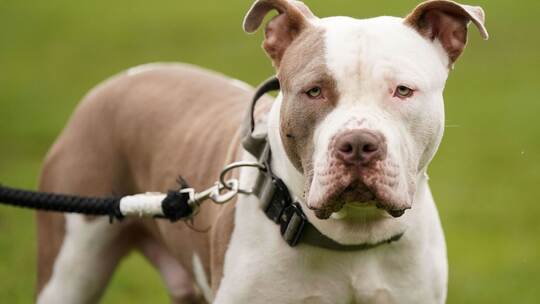 XL Bully