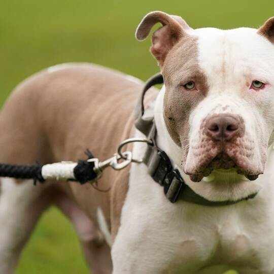 XL Bully