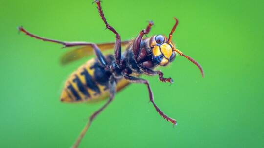 Hornisse sucht Schutz vor Wind Hornisse sucht Schutz vor Wind