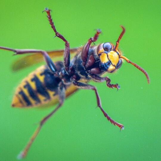 Hornisse sucht Schutz vor Wind