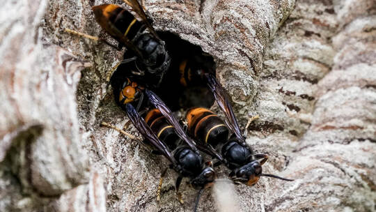 Asiatische Hornissen sind unter anderem an den markanten gelben Beinen zu erkennen. Axel Heimken/picture alliance/dpa Asiatische Hornissen