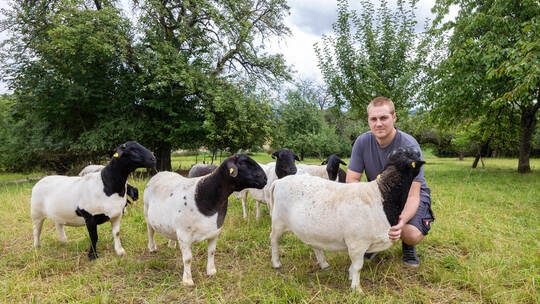 Luca Müller Schafe Nöttingen