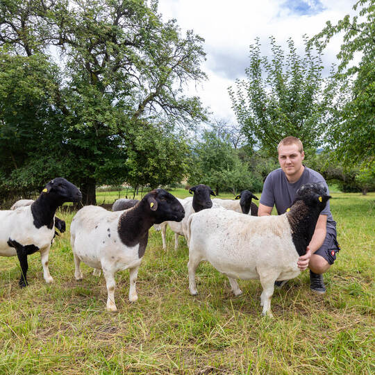 Luca Müller Schafe Nöttingen