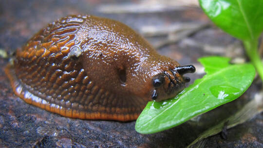 Nacktschnecke