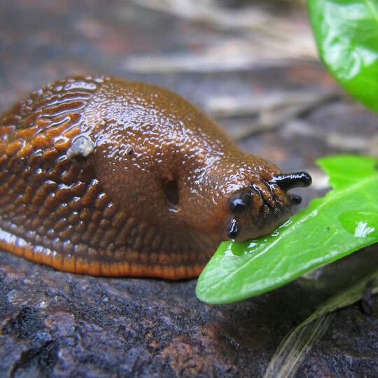 Nacktschnecke